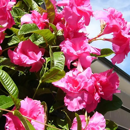 Ξενοδοχείο Serena 3*